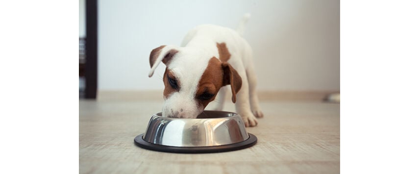 Pet Food Toppers and Mixers